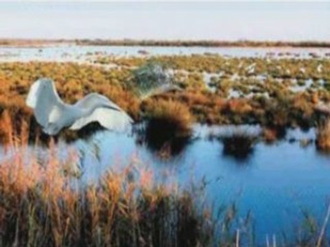 Marais du vigueirat (camargue)