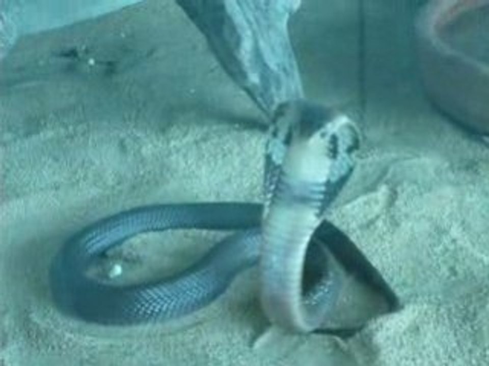 Cobra