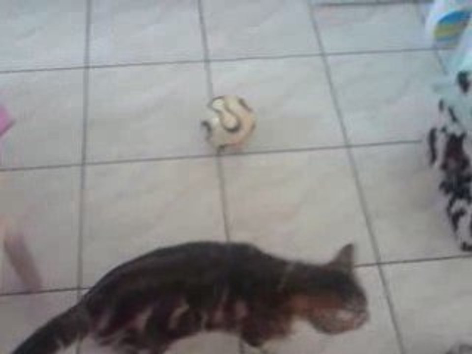 Chat footballeur