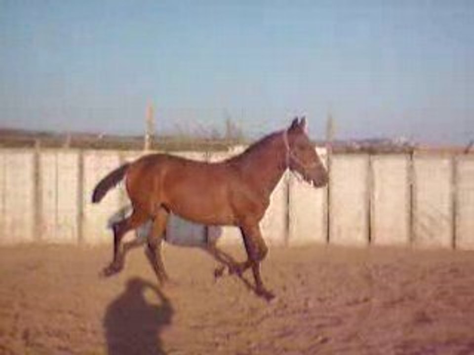 Lusitanien à vendre : Pouliche très bonnes origines