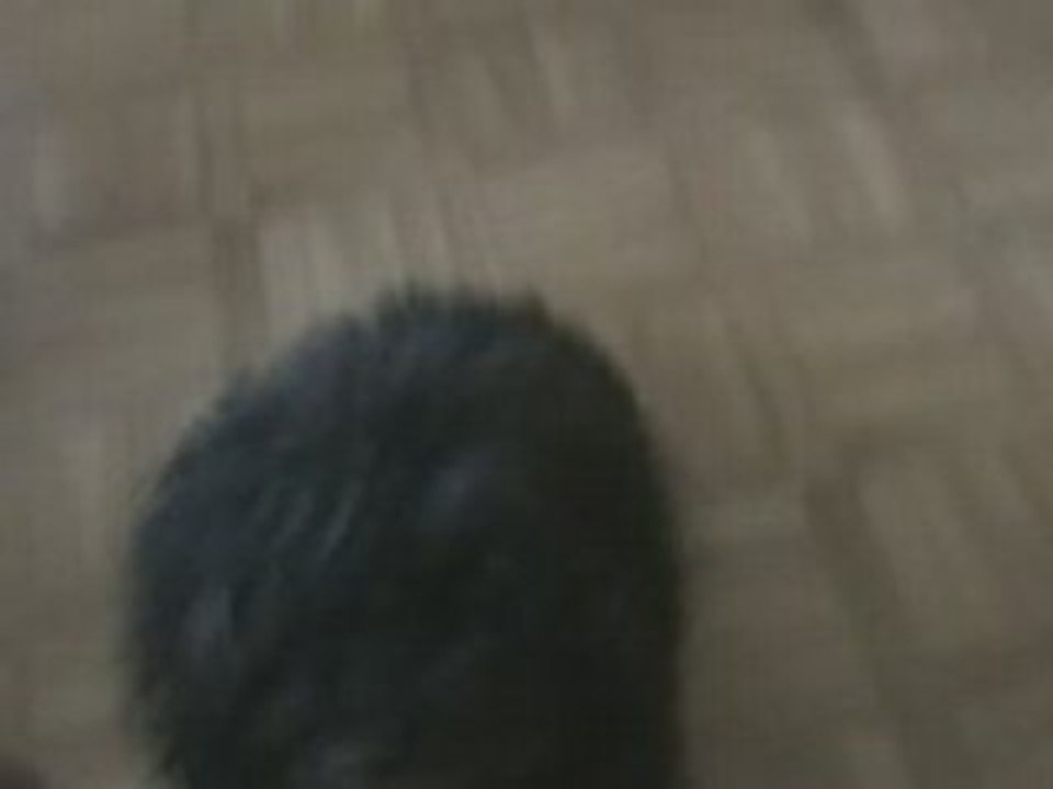 Le chien prend son pied