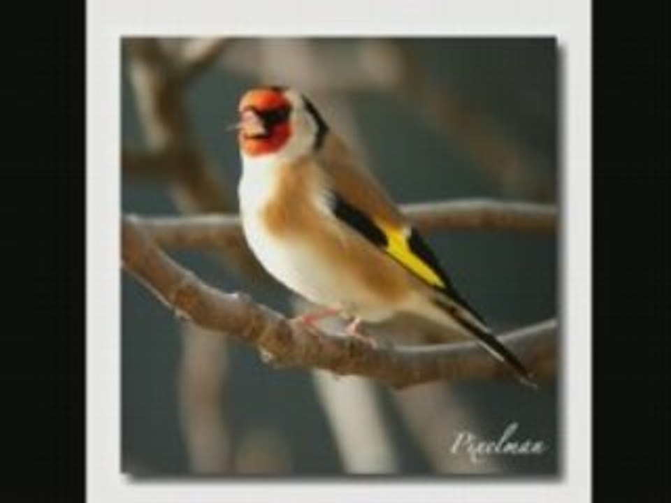 Chardonneret gitano