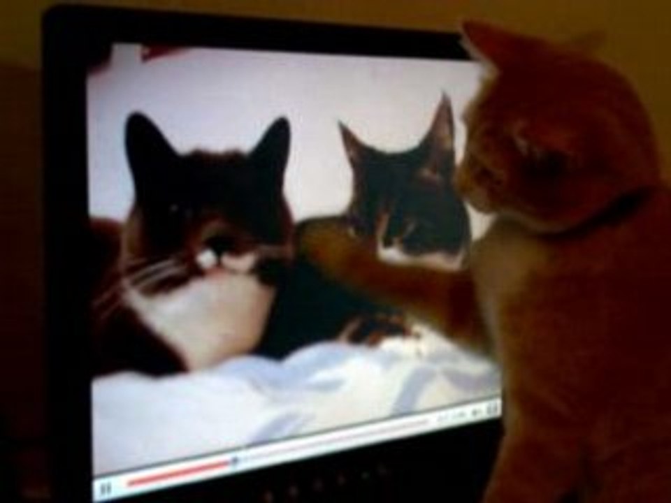 Chat
