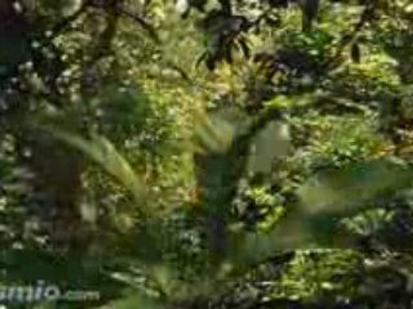 Great Bbc Iplayer April Fool Penguins Video Dailymotion