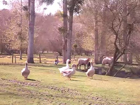 Les oies et le troupeau de moutons solognots