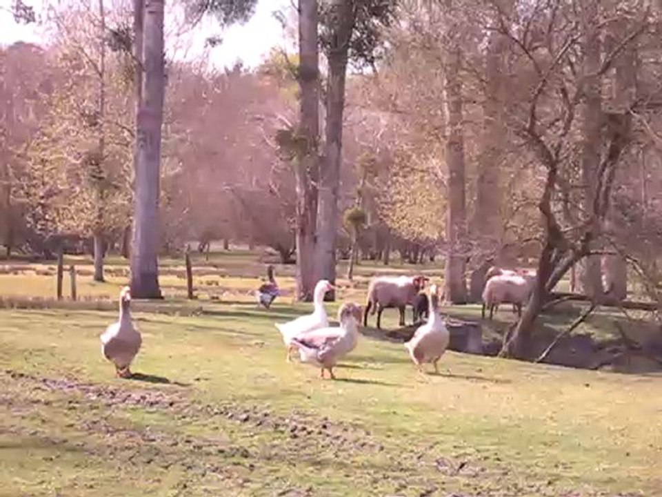 Les oies et le troupeau de moutons solognots