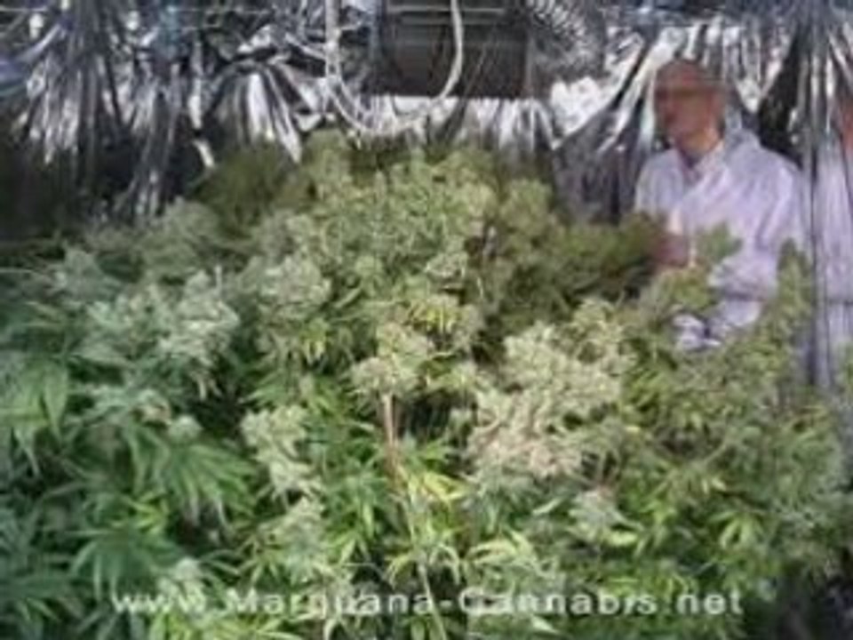 Grow Medical Marijuana Cannabis (Legal)