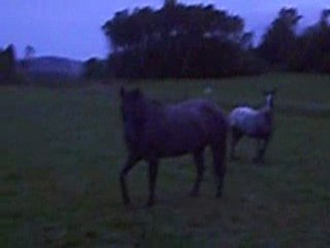 appaloosa jument cheval jouent soir été jeux