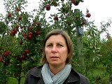 La cueillette de pommes à la Ferme du Quennelet