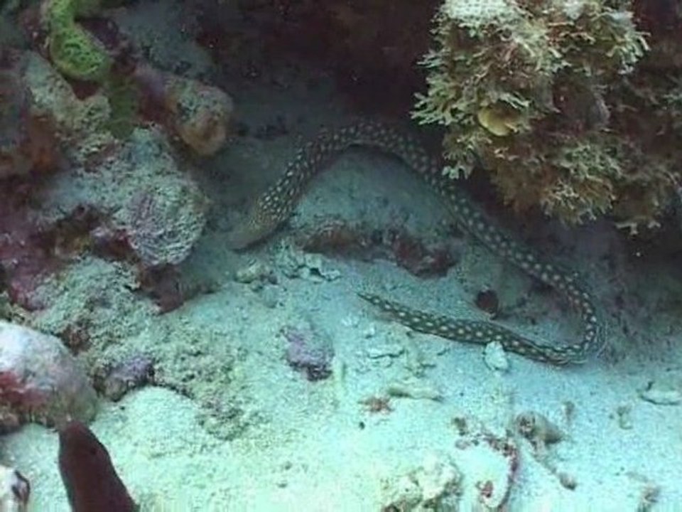 St Lucia diving film 2008
