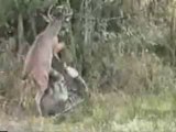 Attaque d'un cerf sur un chasseur