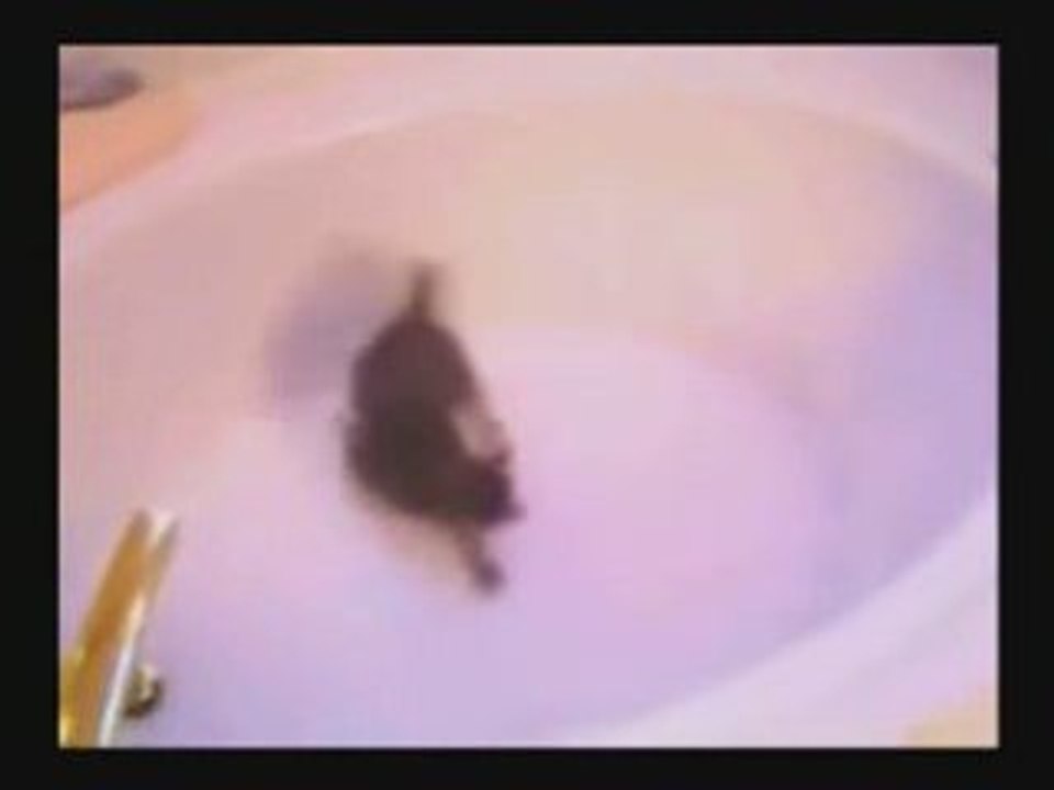 Mieze in der Badewanne