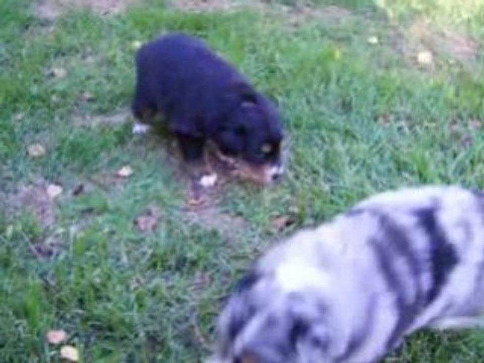 Les chiots le 21 09 08
