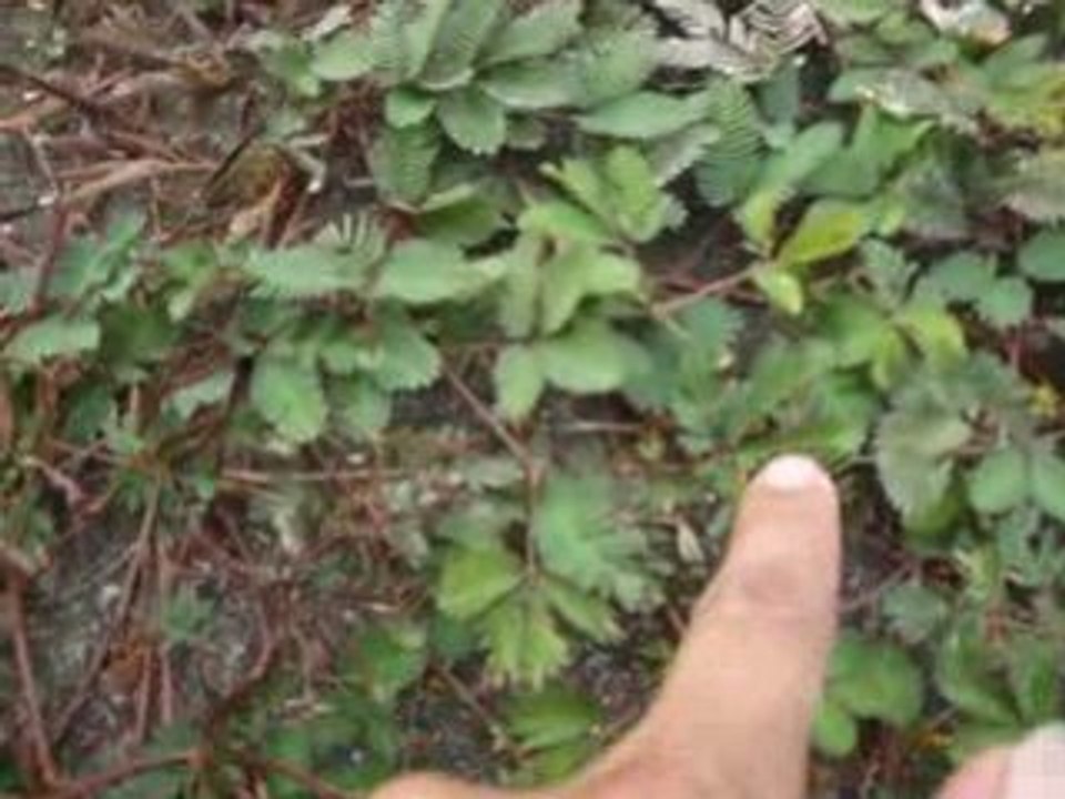 erba spaventata
