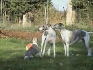 Les chiots de Blue Moon et Boy  départ suite & fin