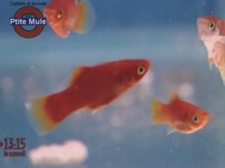 Sarko : n'ayez pas peur !