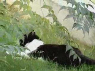 Penny e Gino i miei gatti