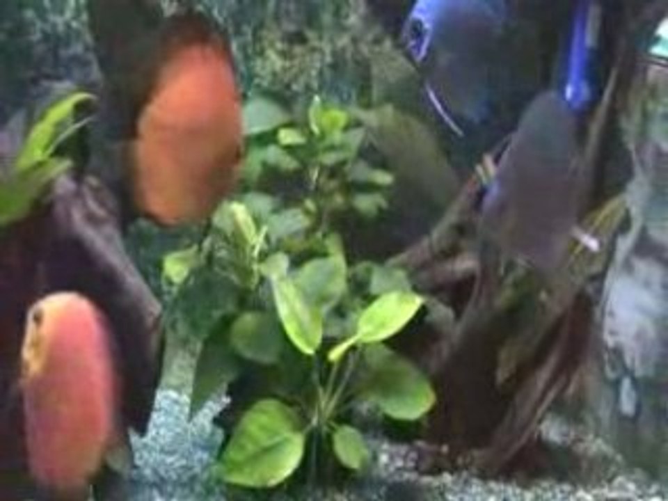 Discus