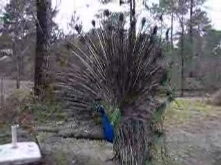 le paon fait sa roue
