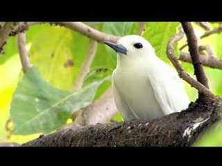 Bandes annonces de www.tahiti.tv