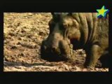 L'enfer des hippopotames 3/3