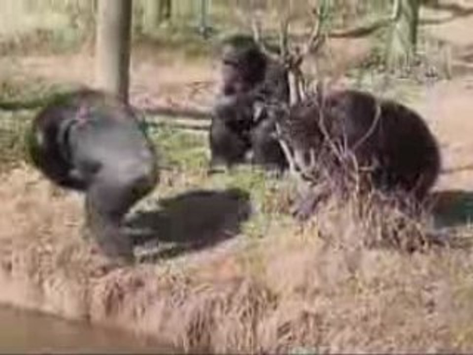 petit singe farceur
