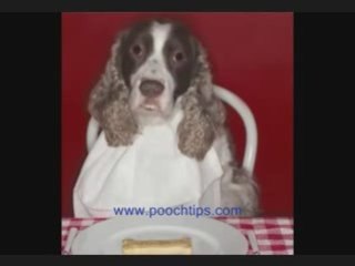 Crazy Talking Nutrition Expert Dog Funny