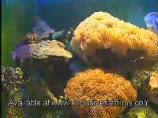 Instructional Marine Aquarium Guide (Fish Selection Advice)