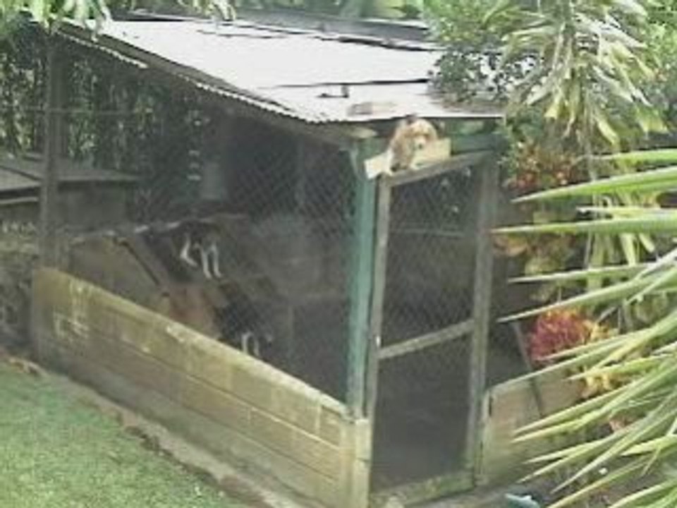 Intelligents ces Beagles!