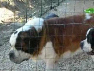 Ou elle est la baballe?