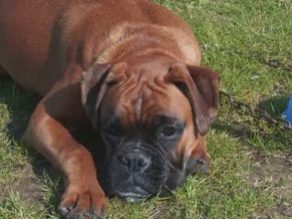 Mes animaux de compagnie_0001
