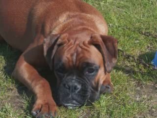 Mes animaux de compagnie_0001