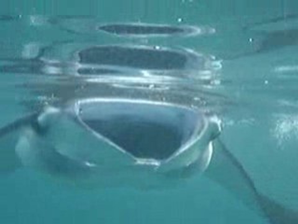 Accident avec une manta