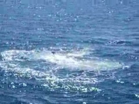 Baleines australiennes 2