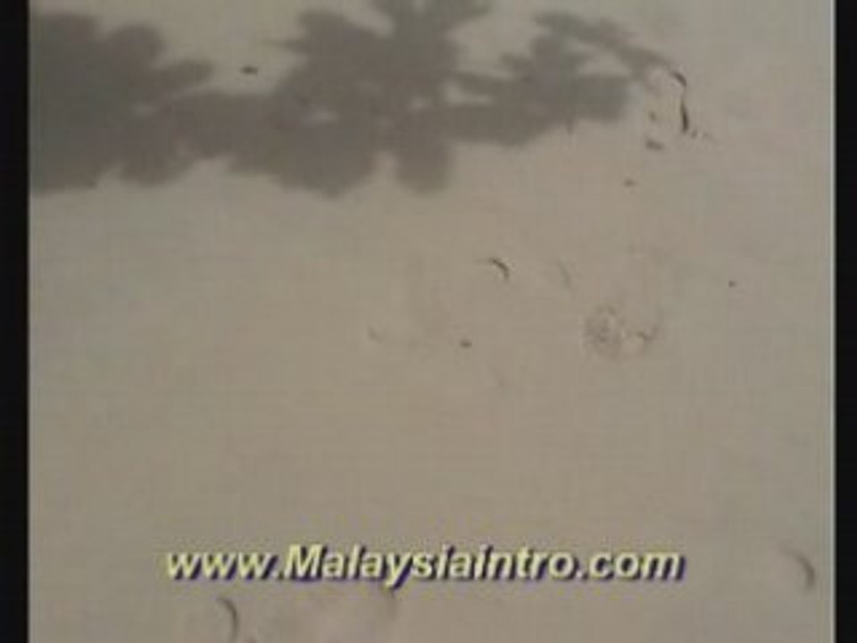 Beach Crab