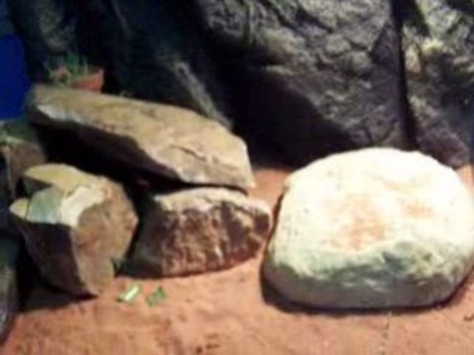 Pogona qui mange un grillon2