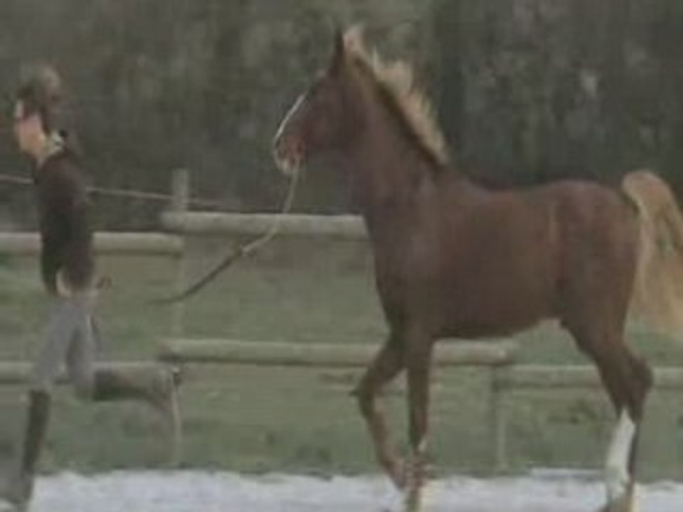 KWPN à Vendre