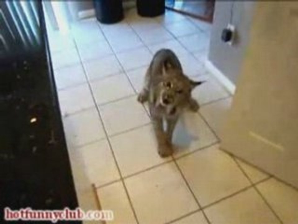 Upset Lynx In Kitchen