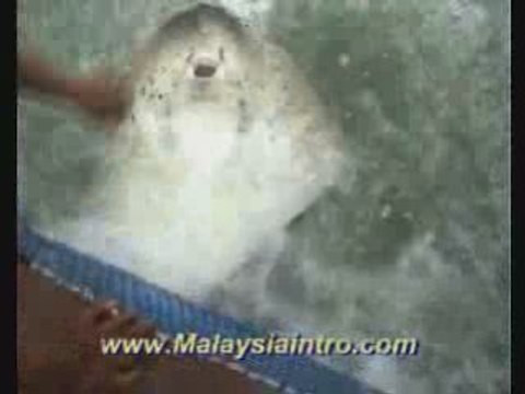 Langkawi Fish Farm , Kedah , Malaysia 2