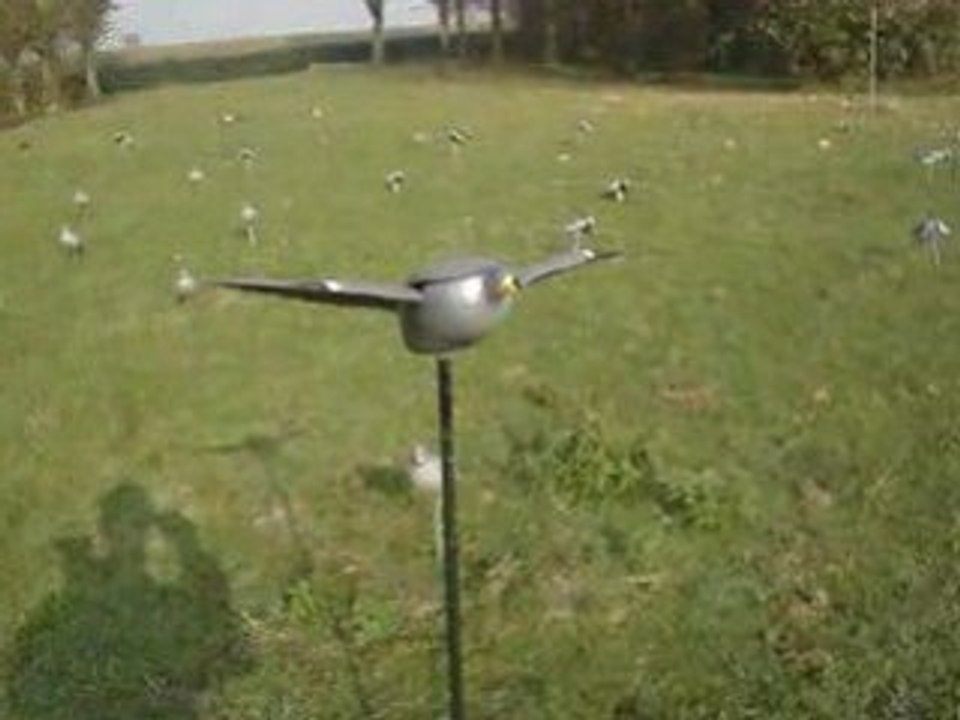 pigeon