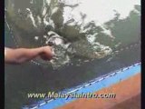 Langkawi Fish Farm Turtle, Kedah , Malaysia 2