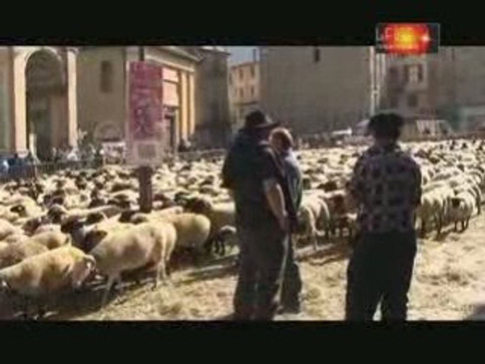 Moutons à Saint Jean de Maurienne