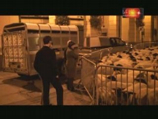 Moutons à Saint Jean de Maurienne