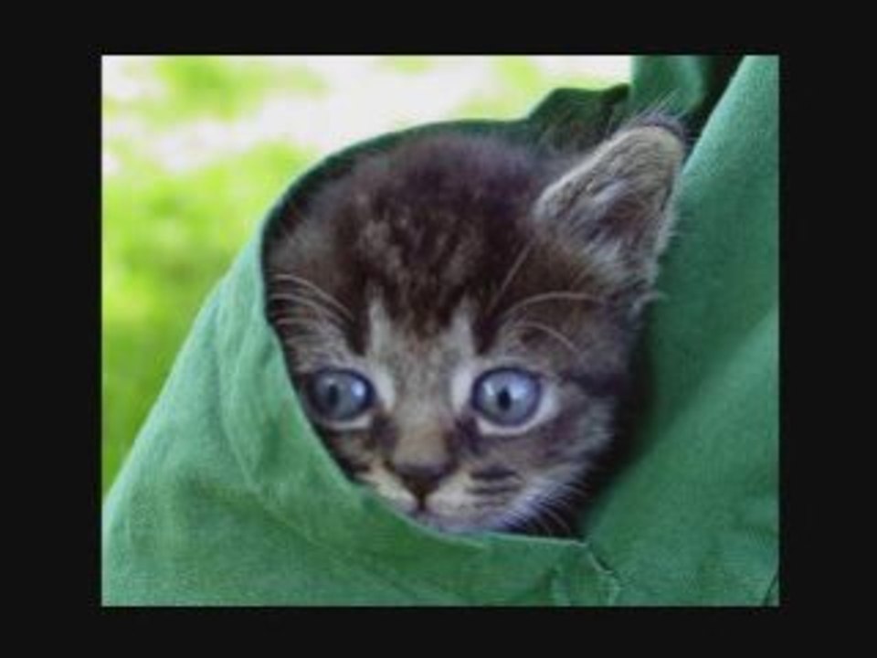 Cute Pictures Of Cats