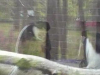 Monkeys in London Zoo 30