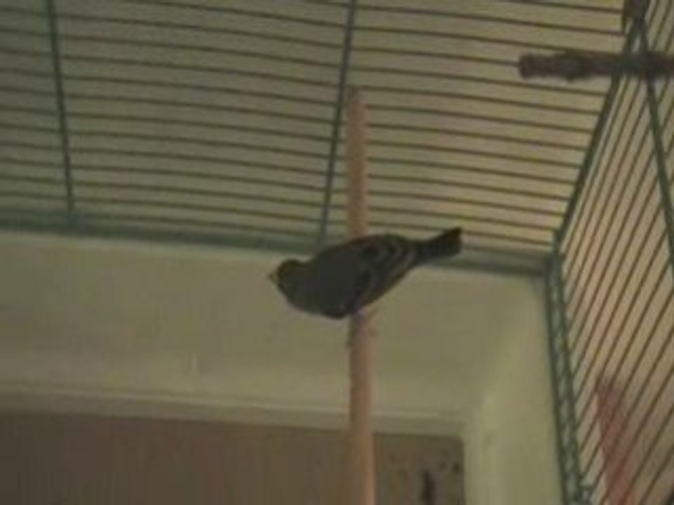 Femelle serin du Mozambique