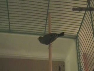 Femelle serin du Mozambique