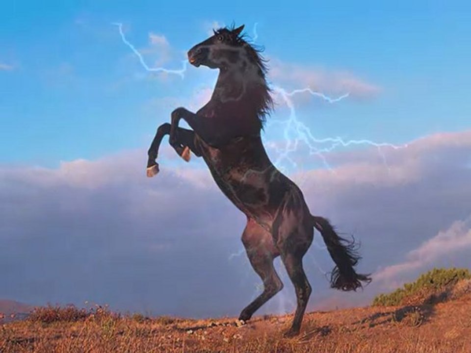 Konie, Wspaniałe Konie...