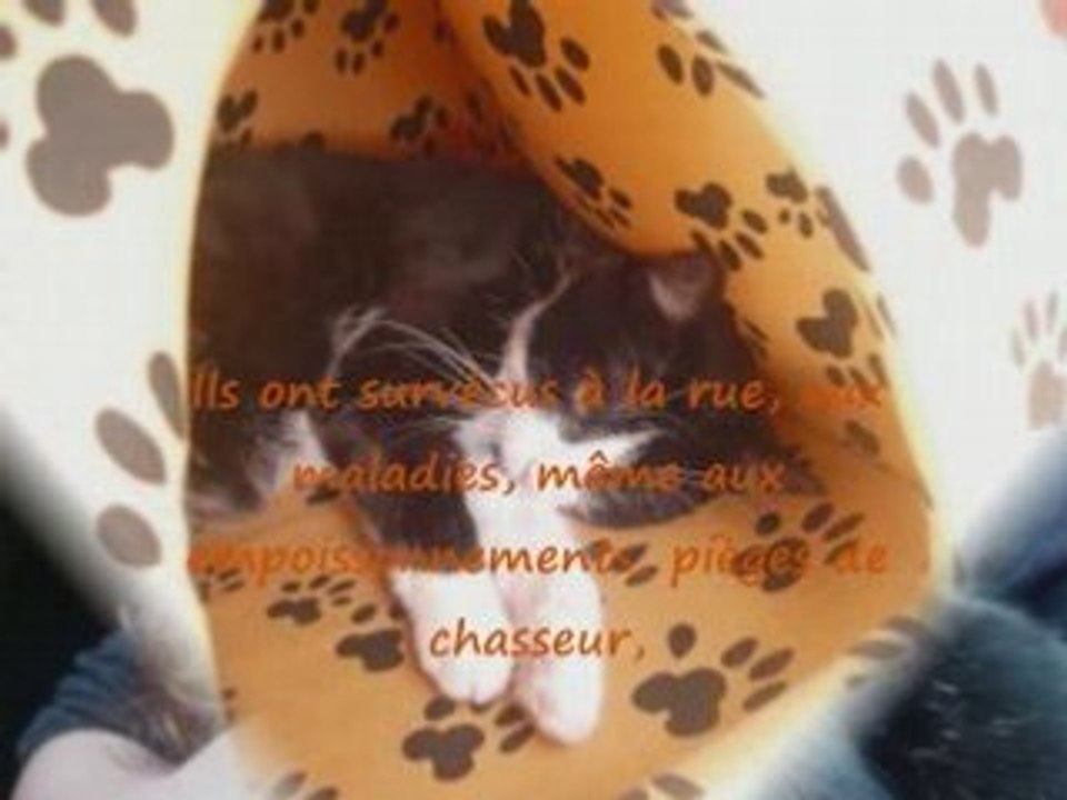 Les chats