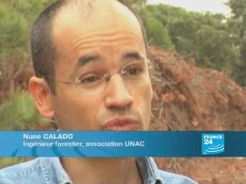 Un ver menace les forêts de pins